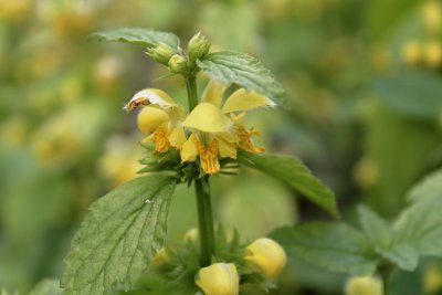 Galeobdolon luteum - pitulník žlutý - list a květ